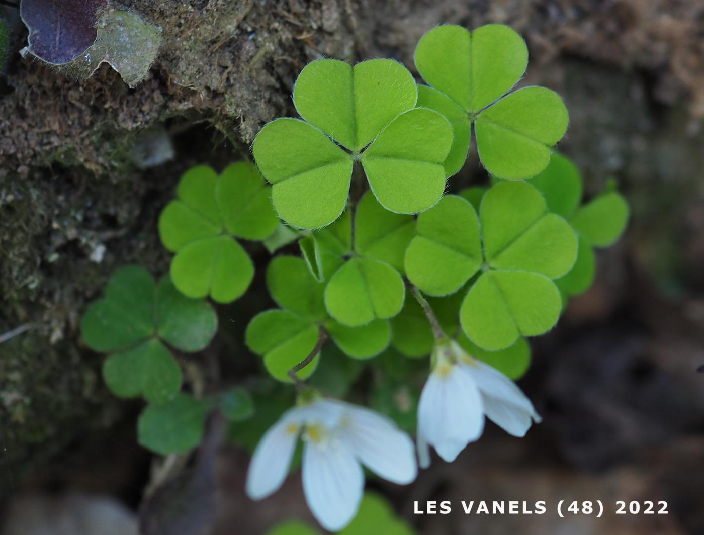 Sorrel, Wood leaf